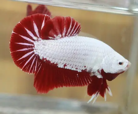 Ảnh cá Betta rồng đỏ: Chiêm ngưỡng vẻ đẹp và đặc điểm
