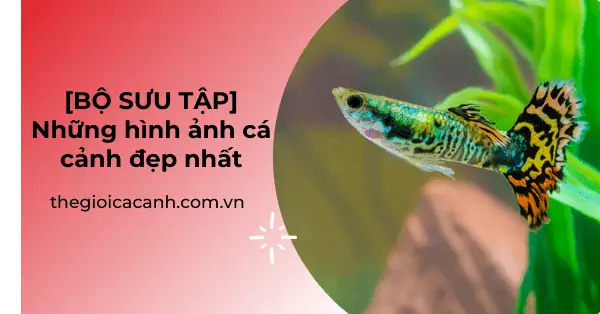 Tuyển Tập Ảnh Cá Cảnh Đẹp Nhất: Khám Phá Sự Hút Hồn Của Thế Giới Thủy Sinh