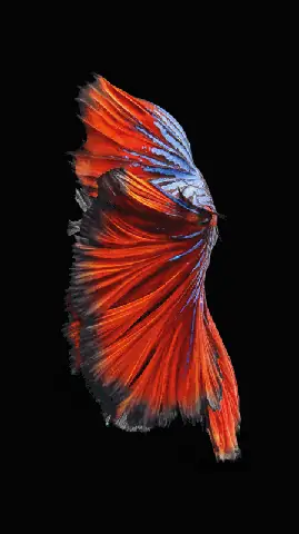 Khám Phá Vẻ Đẹp Qua Ảnh Cá Lia Thia: Từ Cổ Điển Đến Hiện Đại