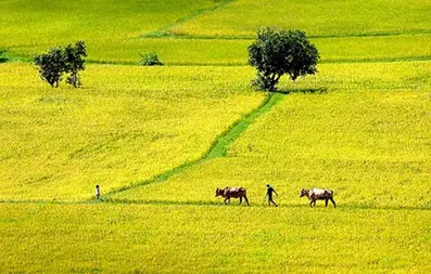 Những Hình Ảnh Cá Rô Đồng Đẹp Nhất: Đặc Điểm & Môi Trường Sống