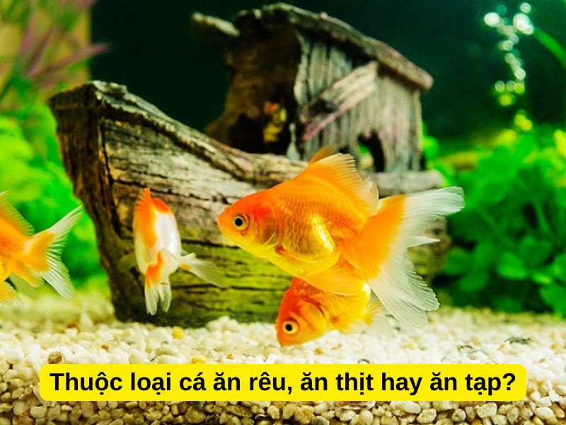 Ảnh hưởng của chế độ ăn đến khả năng cá cảnh nhịn đói