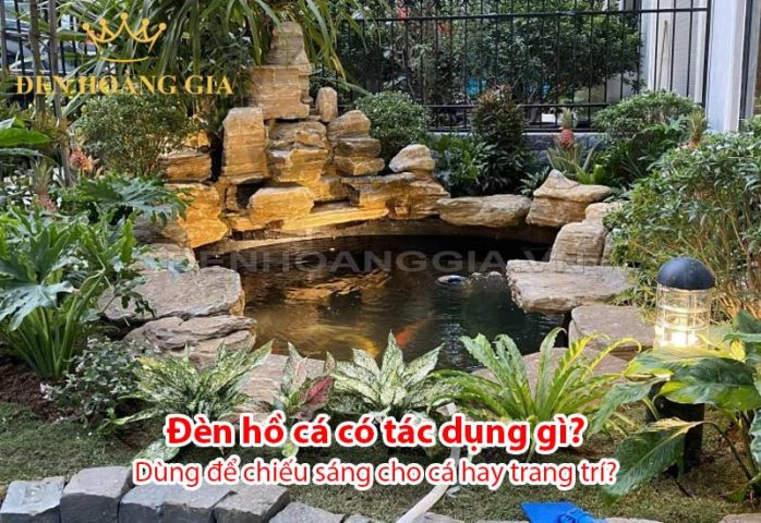 Ánh sáng cần thiết cho sự sống trong bể cá cảnh