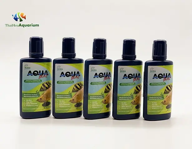 Aqua Bac cho cá rồng: Thuốc đặc trị nấm, đục mắt có hiệu quả?