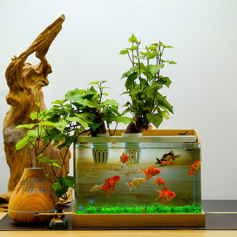 Aquatech cung cấp các loại hồ cá cảnh chất lượng và đa dạng