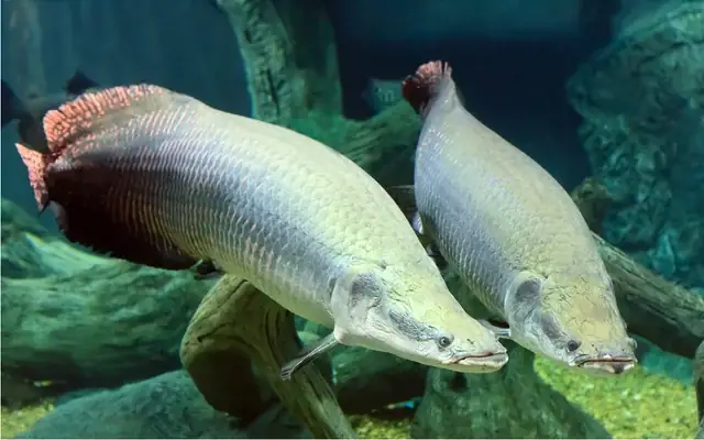 Arapaima là cá gì? Khám phá loài cá nước ngọt khổng lồ