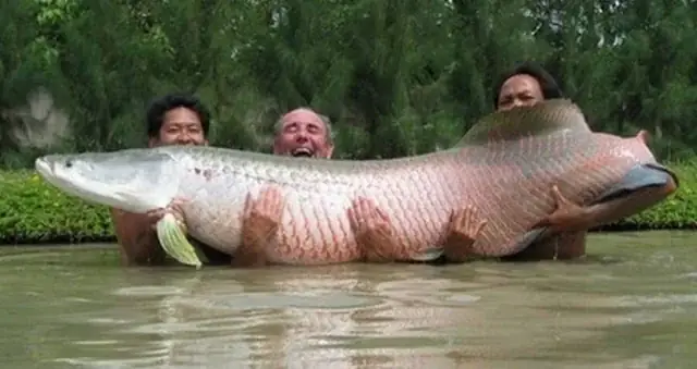 Arapaima là cá gì? Khám phá loài cá nước ngọt khổng lồ
