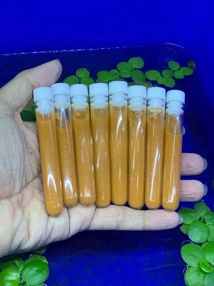 Artemia đông lạnh, nguồn dinh dưỡng dồi dào cho cá bảy màu Full Platinum