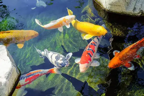 Đánh Giá As Koi Farm Cá Chép Nhật: Chất Lượng và Uy Tín Ra Sao?