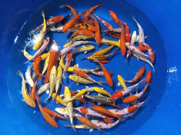 Đánh Giá As Koi Farm Cá Chép Nhật: Chất Lượng và Uy Tín Ra Sao?