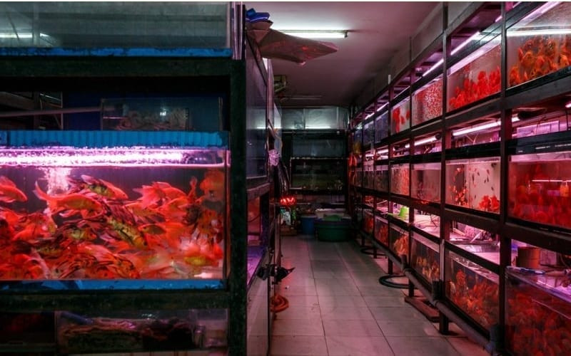 Bach Aquarium, cửa hàng chuyên cá cảnh tại Đà Nẵng