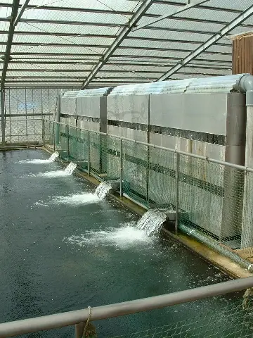 Bakki Dàn Mưa Lọc Hồ Cá: Công Dụng & Cách Lắp Đặt Chuẩn