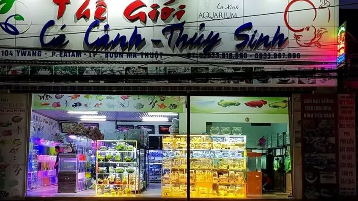 Mua Bể Cá BMT: Hướng dẫn chọn và địa chỉ uy tín tại Buôn Ma Thuột