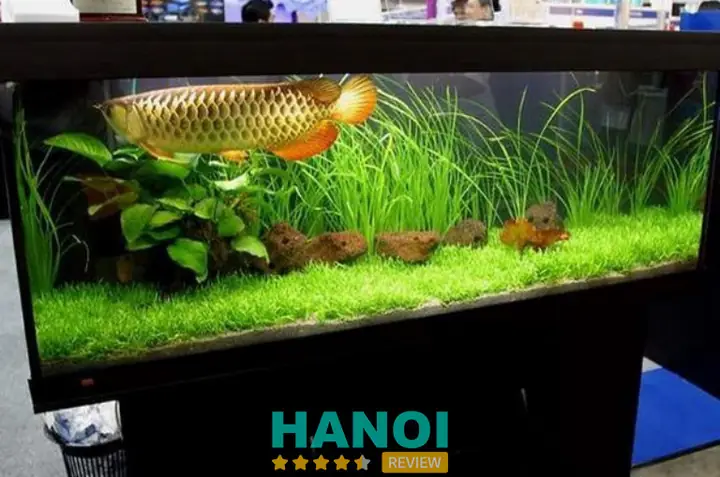 Hướng Dẫn Toàn Diện Về Địa Chỉ Bán Bể Cá Cảnh Uy Tín Hướng Dẫn Toàn Diện Về Địa Chỉ Bán Bể Cá Cảnh Uy Tín