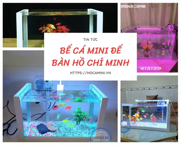 Hướng Dẫn Mua & Top Địa Chỉ Bán Bể Cá Cảnh Cũ Giá Rẻ TPHCM