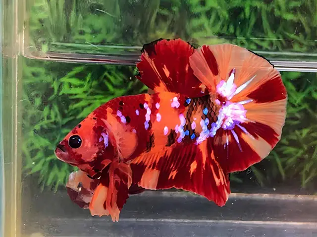 Bán Cá Betta Galaxy: Hướng Dẫn Toàn Diện Để Mua & Chăm Sóc Cá Khỏe Mạnh