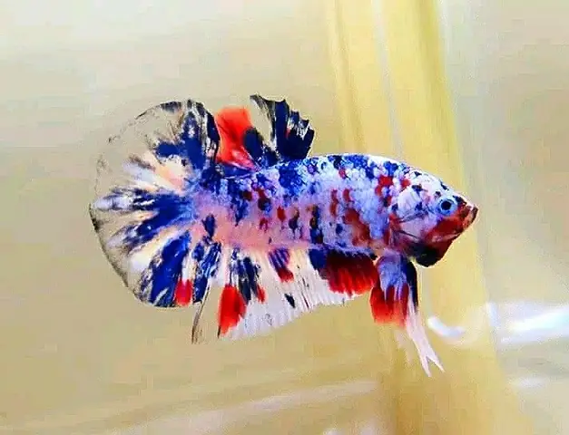 Bán Cá Betta Galaxy: Hướng Dẫn Toàn Diện Để Mua & Chăm Sóc Cá Khỏe Mạnh