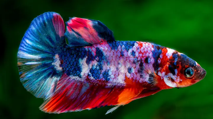 Bán Cá Betta Galaxy: Hướng Dẫn Toàn Diện Để Mua & Chăm Sóc Cá Khỏe Mạnh