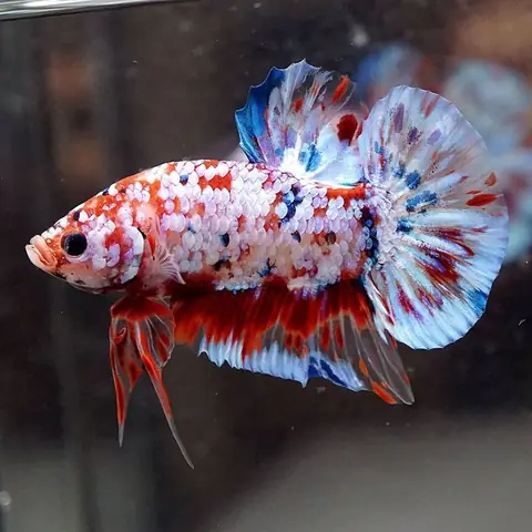 Bán Cá Betta Galaxy: Hướng Dẫn Toàn Diện Để Mua & Chăm Sóc Cá Khỏe Mạnh