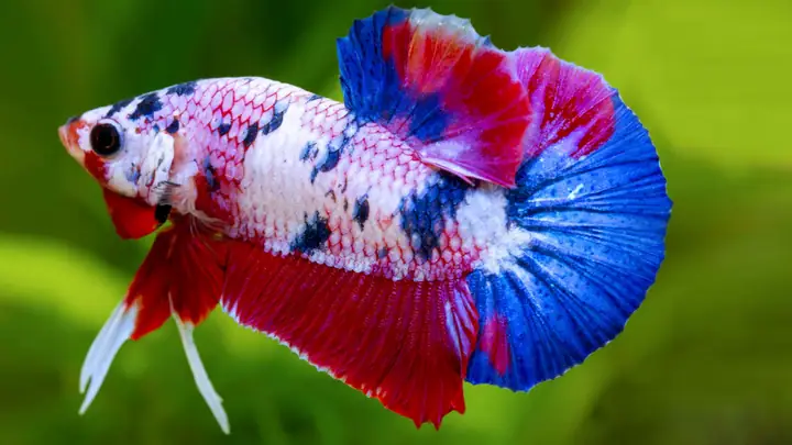 Bán Cá Betta Galaxy: Hướng Dẫn Toàn Diện Để Mua & Chăm Sóc Cá Khỏe Mạnh