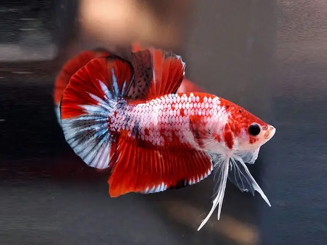 Bán Cá Betta Galaxy: Hướng Dẫn Toàn Diện Để Mua & Chăm Sóc Cá Khỏe Mạnh