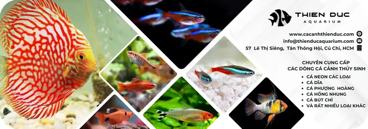 Bán Cá Cảnh Giá Sỉ: Hướng Dẫn Tìm Nguồn Uy Tín