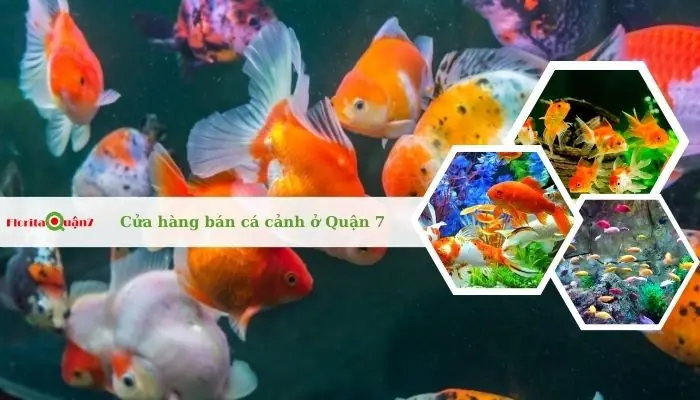 Bán Cá Cảnh Quận 7: Danh Sách Các Cửa Hàng Và Kinh Nghiệm Mua