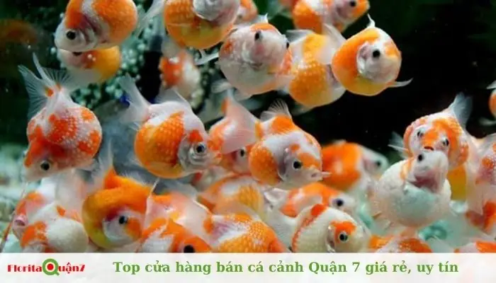 Bán Cá Cảnh Quận 7: Danh Sách Các Cửa Hàng Và Kinh Nghiệm Mua