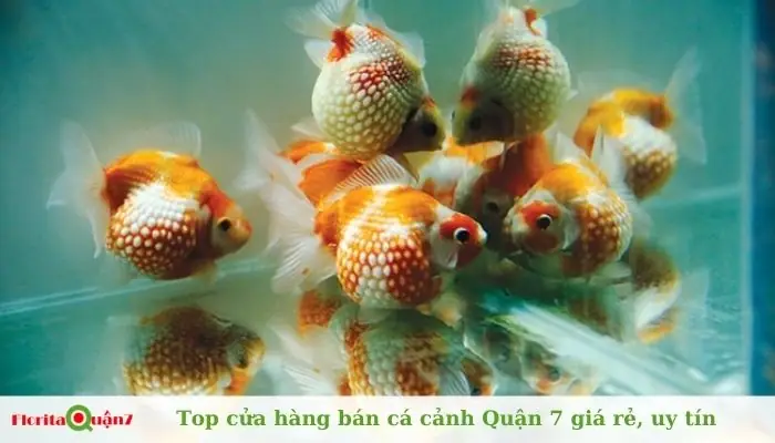 Bán Cá Cảnh Quận 7: Danh Sách Các Cửa Hàng Và Kinh Nghiệm Mua
