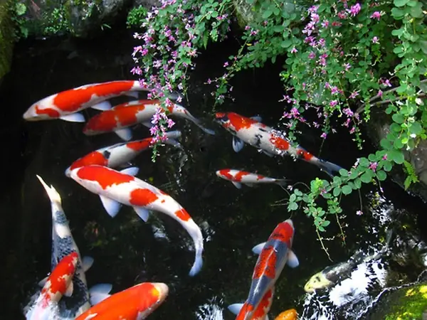 Nơi Bán Cá Chép Nhật Uy Tín: Hướng Dẫn Toàn Diện Cho Người Yêu Koi