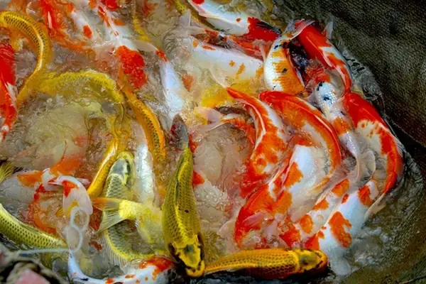 Nơi Bán Cá Chép Nhật Uy Tín: Hướng Dẫn Toàn Diện Cho Người Yêu Koi