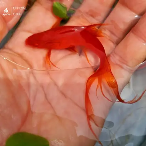 Cẩm Nang Mua Bán Cá Hoàng Kim: Chọn Lựa, Chăm Sóc & Giá Cả
