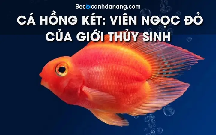 Chọn Mua Cá Hồng Két Size Nhỏ Chất Lượng Ở Đâu?