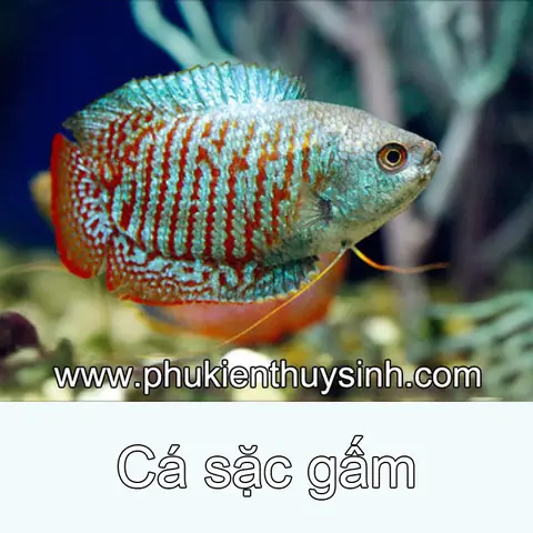 Hướng Dẫn Tìm Nơi Bán Cá Sặc Gấm Uy Tín, Chất Lượng