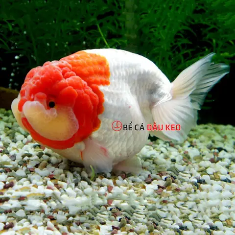 Hướng Dẫn Chọn Nơi Bán Cá Vàng Ranchu Chất Lượng Và Uy Tín