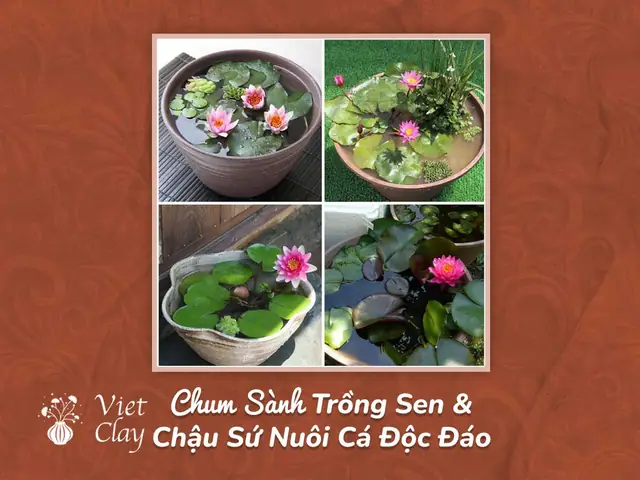 Địa Chỉ Bán Chậu Cá Cảnh Uy Tín, Chất Lượng Hàng Đầu