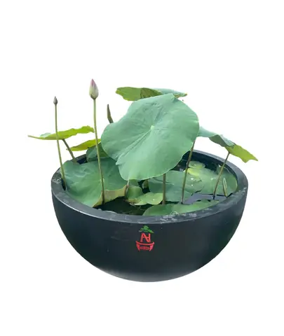 Mua chậu xi măng nuôi cá tại Đà Nẵng: Kinh nghiệm và địa chỉ
