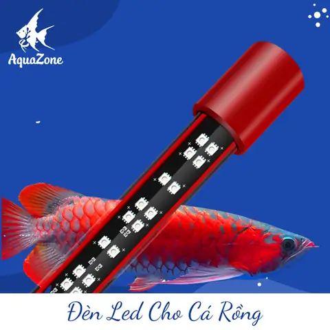 Làm Thế Nào Để Chọn Mua Đèn LED Cho Bể Cá Rồng Tốt Nhất?