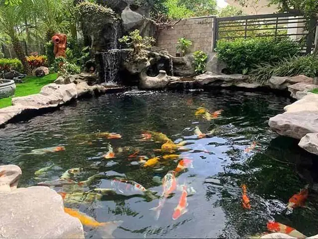 Hướng Dẫn Toàn Diện Về Bản Thiết Kế Hồ Cá Koi