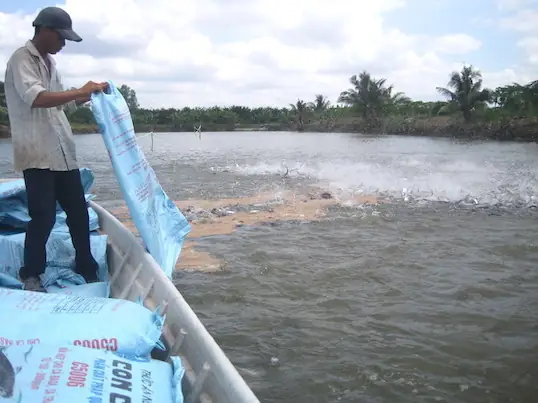 Bảng Giá Thức Ăn Cá Tra Hiện Nay: Yếu Tố Ảnh Hưởng Và Lựa Chọn Tối Ưu