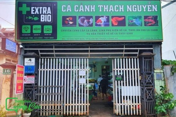 Bảng hiệu cá cảnh Thạch Nguyễn với hình ảnh cá Koi, thể hiện đặc trưng ngành