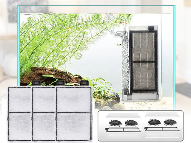 Bao Lâu Thay Bông Lọc Bể Cá Để Đảm Bảo Nước Trong Sạch?