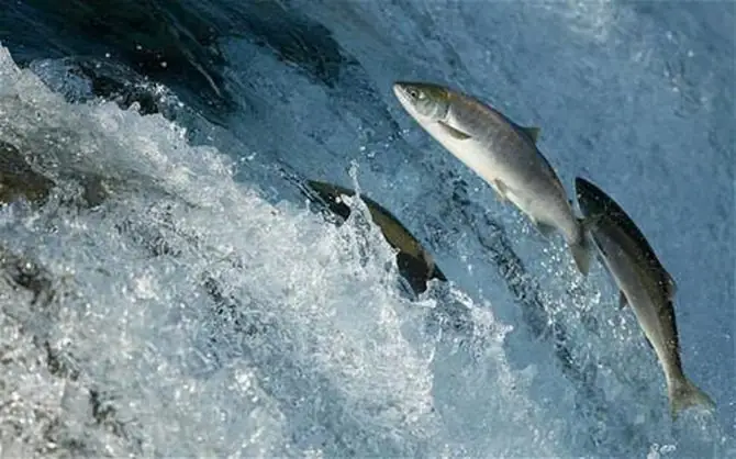 Barramundi Là Cá Gì? Đặc Điểm, Môi Trường Sống Và Giá Trị