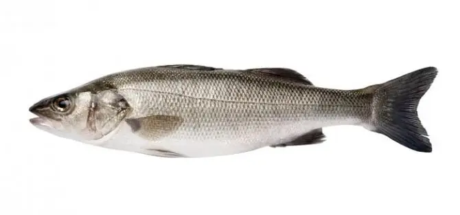 Barramundi Là Cá Gì? Đặc Điểm, Môi Trường Sống Và Giá Trị