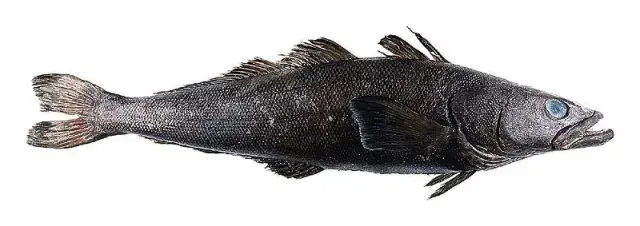 Cá Bass là gì? Khám phá đặc điểm và các loài phổ biến