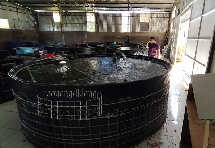 Hướng Dẫn Chi Tiết Về Bạt Tròn Nuôi Cá Cảnh & Thủy Sản