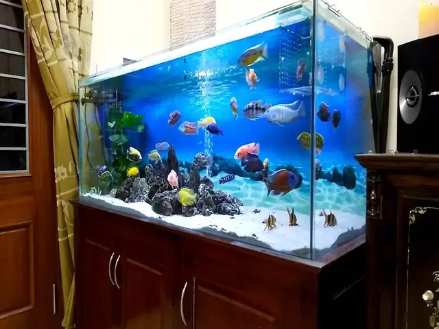Tuyển Tập Những Mẫu Bể Cá Ali Đẹp Nhất Và Hướng Dẫn Setup Chi Tiết