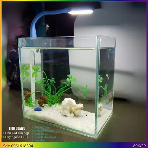 Bể Cá Betta Để Bàn: Hướng Dẫn Chọn & Chăm Sóc Toàn Diện