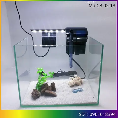 Bể Cá Betta Để Bàn: Hướng Dẫn Chọn & Chăm Sóc Toàn Diện