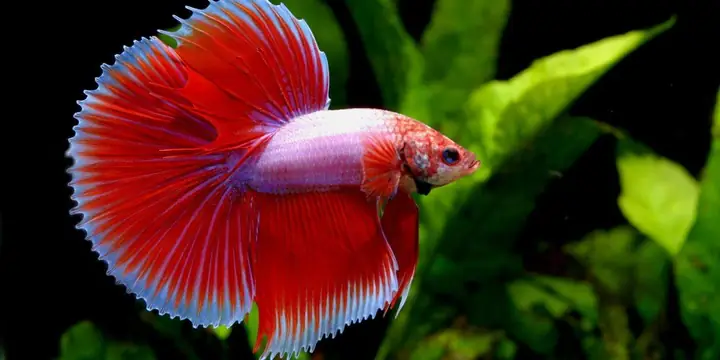 Bể Cá Betta Để Bàn: Hướng Dẫn Chọn & Chăm Sóc Toàn Diện
