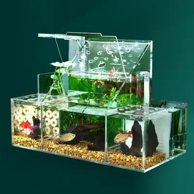 Hướng dẫn toàn diện về bể cá Betta nhiều ngăn